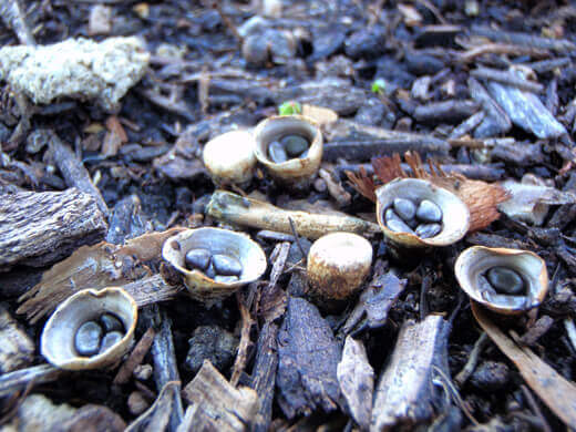 Bird's nest fungus