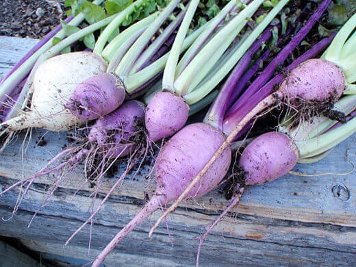My First Harvest of the Season! Aka karaine hot radish
