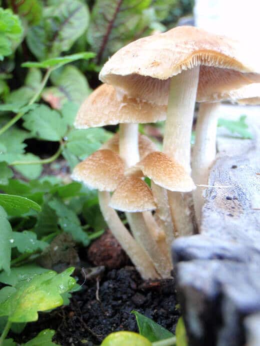 Post-rain fungus