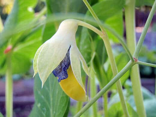 Golden Sweet Snow Peas Golden Sweet snow pea