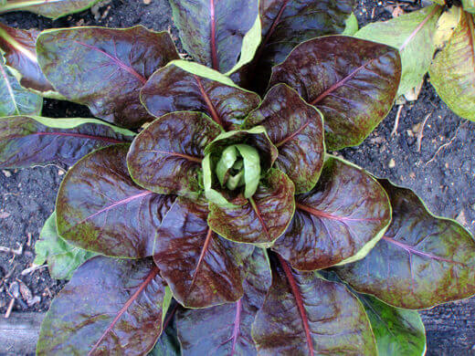 Rossa di Verona radicchio