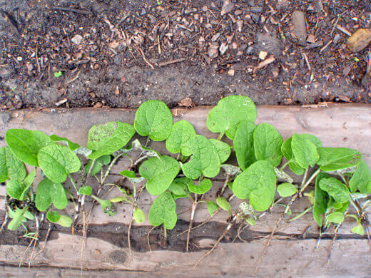 Goodbye, Gobo-cita Gobo (edible burdock) seedlings