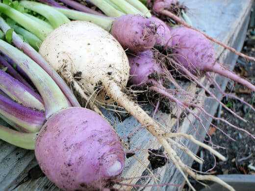 I love food that comes out of the ground