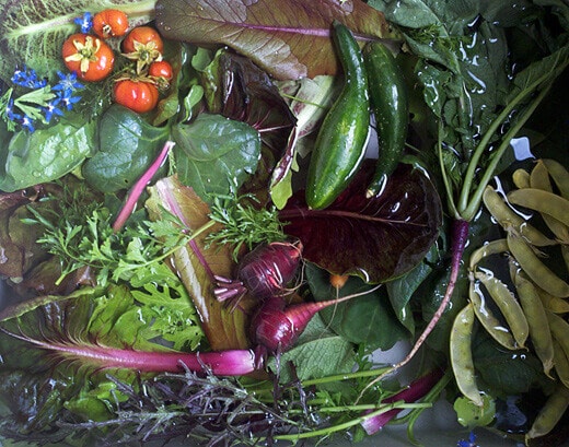 Salad fixins from the garden
