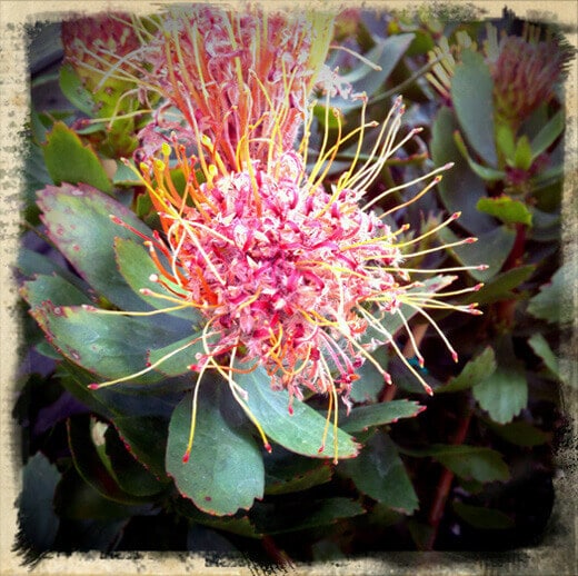 Spring bloom