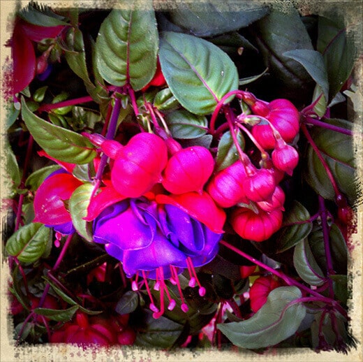 Spring bloom: fuchsia