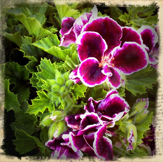 Spring bloom
