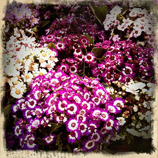 Spring bloom