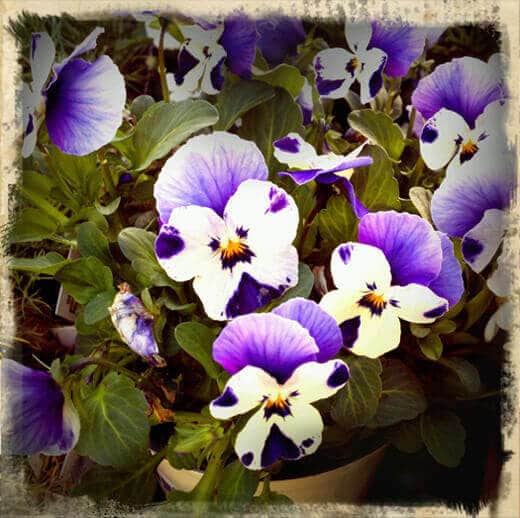 Spring bloom: Johnny jump-up