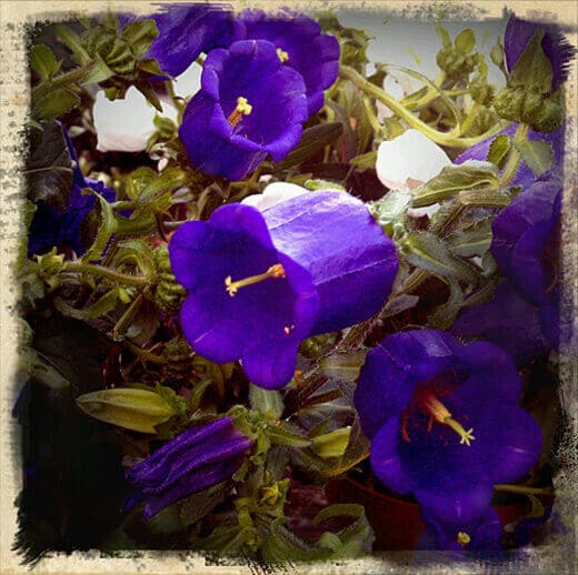 Spring bloom