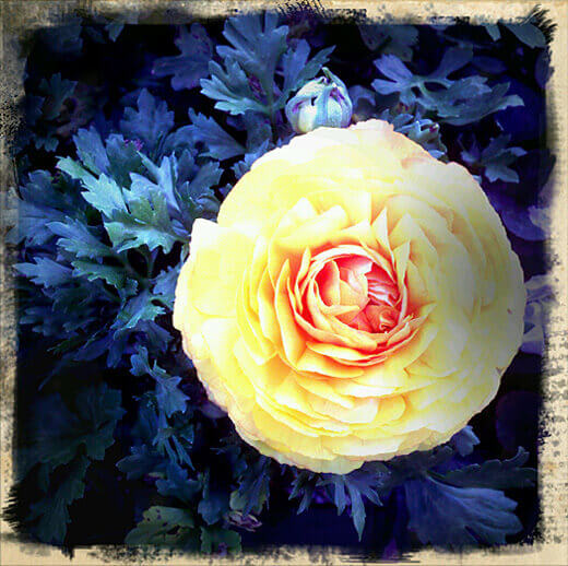 Spring bloom: dahlia