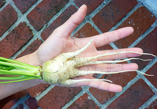 Five-fingered Golden Globe turnip root