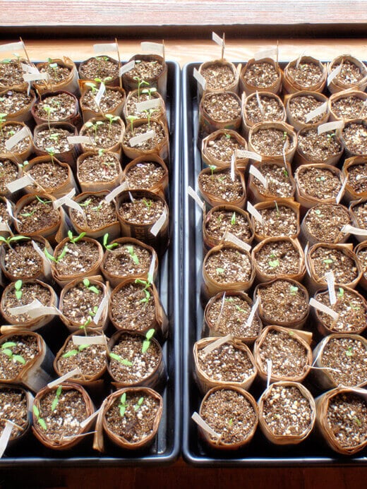 Spring Seedling Update Seedlings in recycled newspaper pots
