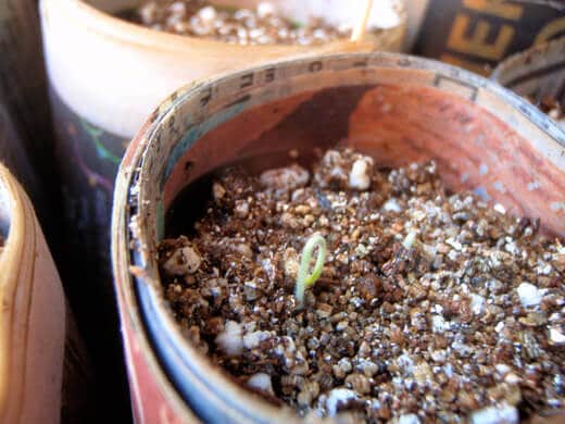Spring Seedling Update A tiny seedling sprouting