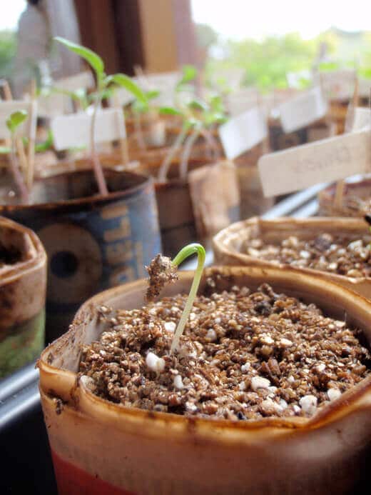 Spring Seedling Update A seedling sprouting