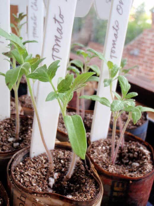 Spring Seedling Update Tomato seedlings