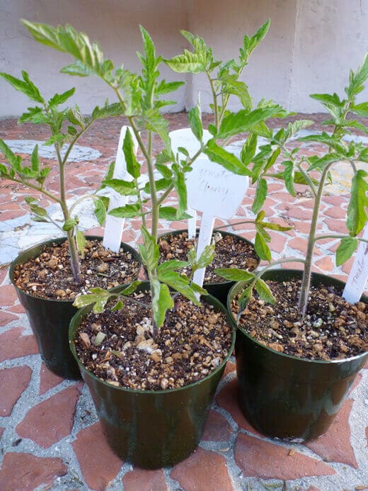 Spring Seedling Update Tomato plants at 2 months old