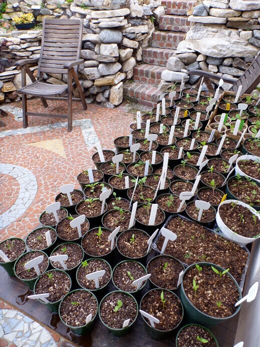 Spring Seedling Update Seedlings hardening off outside