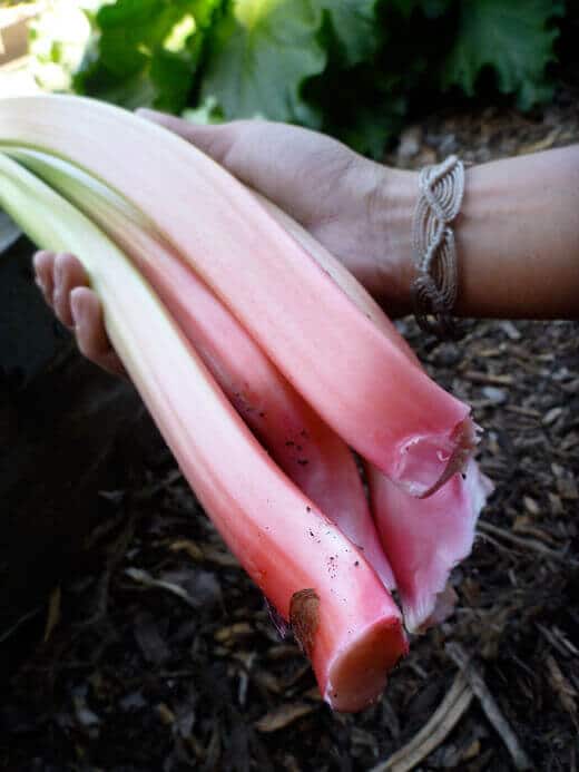 Rhubarb-Vanilla Bean Syrup (and Soda) Garden-fresh rhubarb