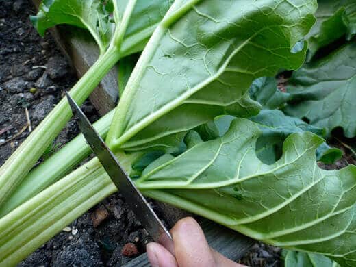 Rhubarb-Vanilla Bean Syrup (and Soda) Discard rhubarb leaves