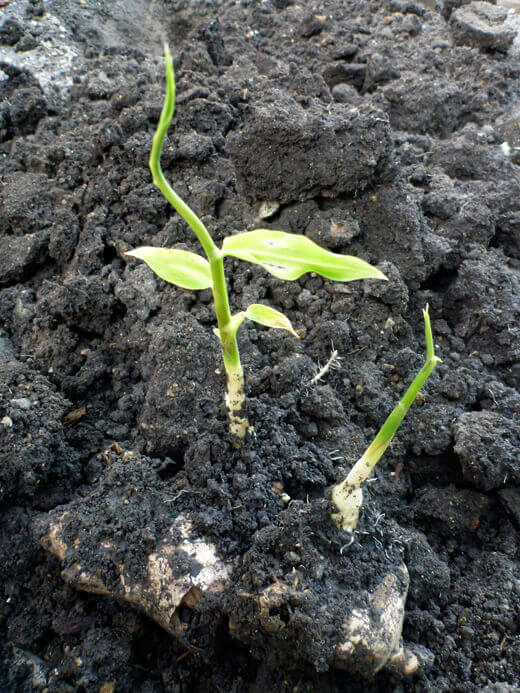 Ginger and Galangal Update Ginger rhizomes and stems