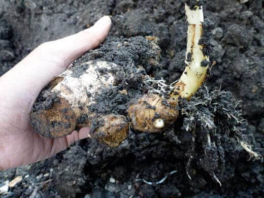 Ginger and Galangal Update Ginger rhizome