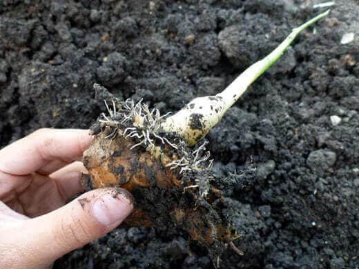 Ginger and Galangal Update Ginger rhizome