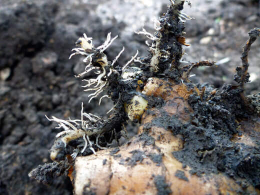 Ginger and Galangal Update Ginger rhizome