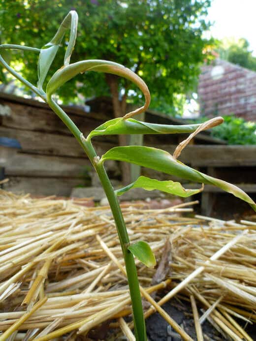 Ginger and Galangal Update Ginger plant