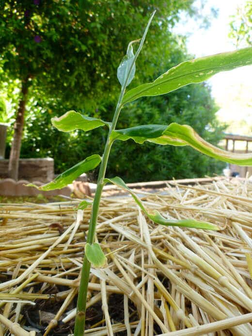 Ginger and Galangal Update Ginger plant