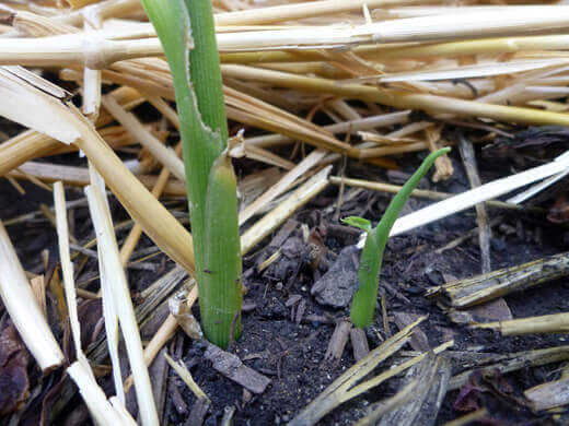 Ginger and Galangal Update New ginger shoot