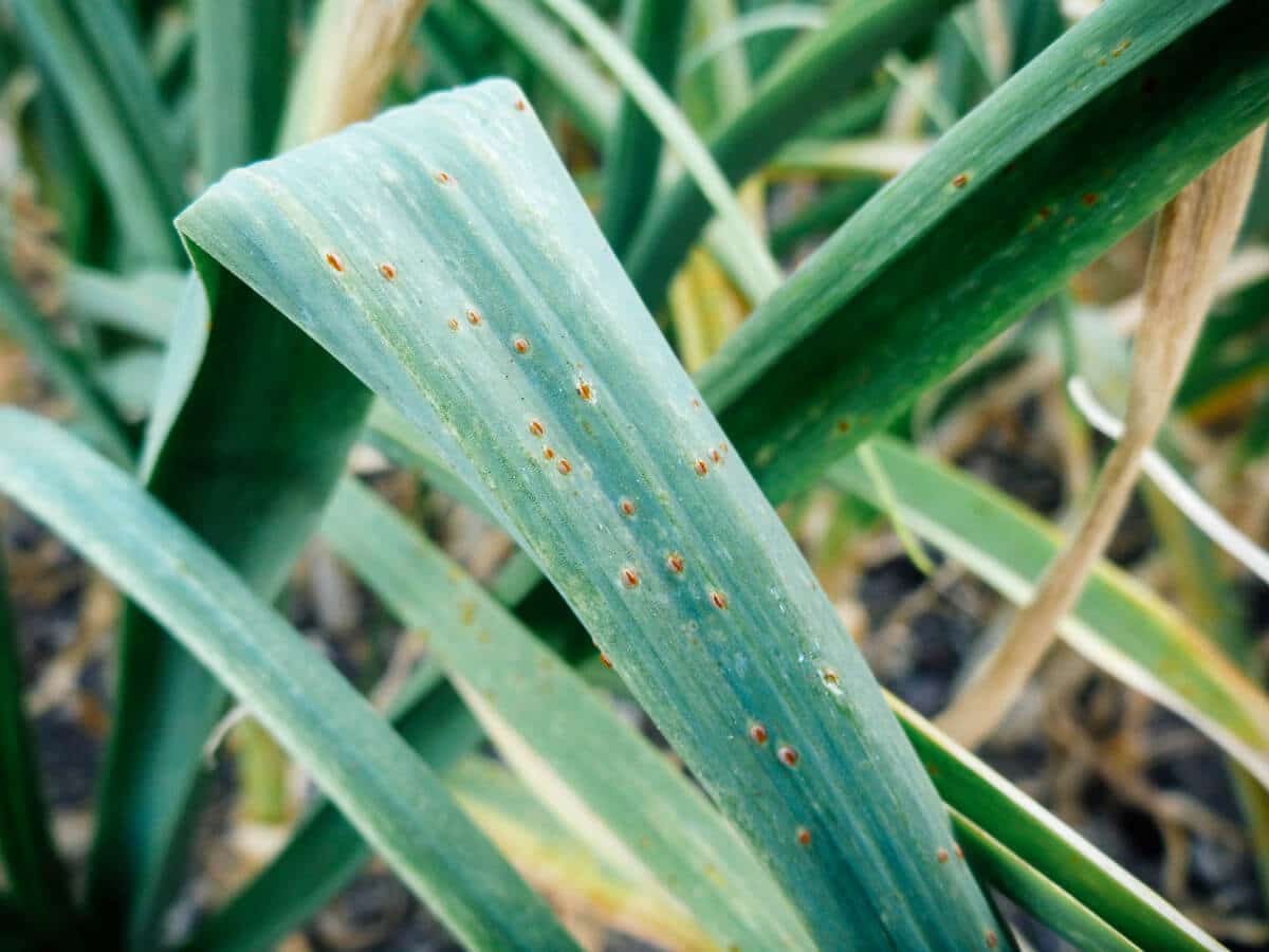 Early signs of garlic rust