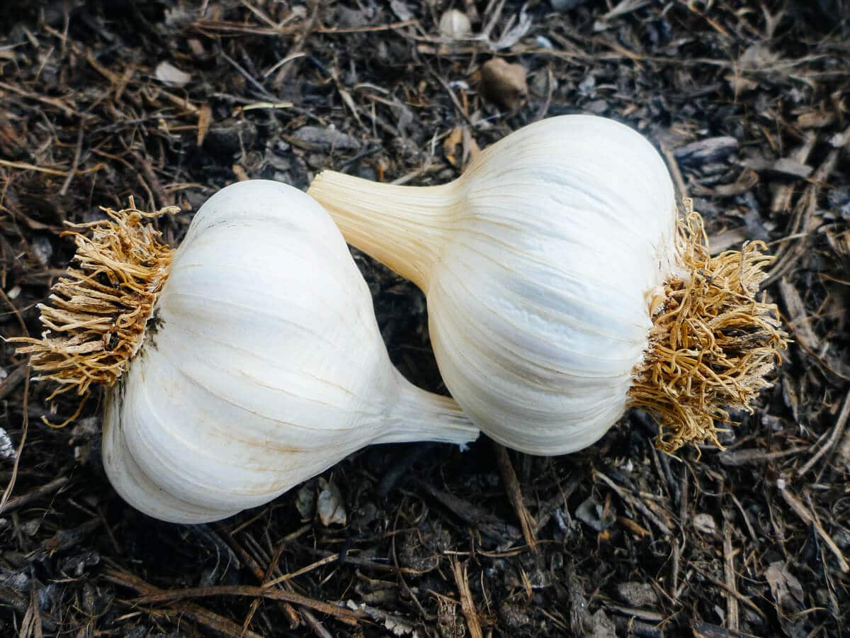 Beautiful garlic bulbs set aside for seed garlic