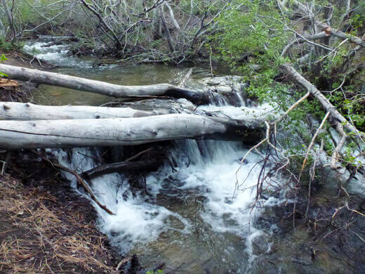 A Very Mammoth Birthday Sherwin Creek