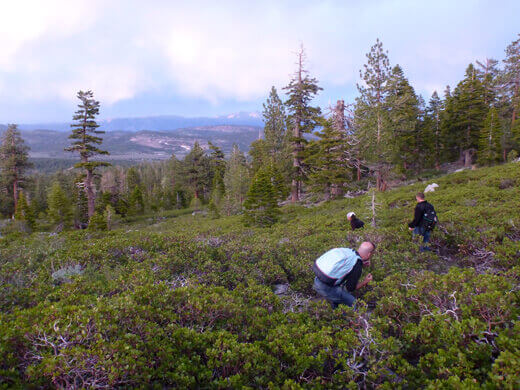 A Very Mammoth Birthday Bushwhacking though fields of manzanita brush