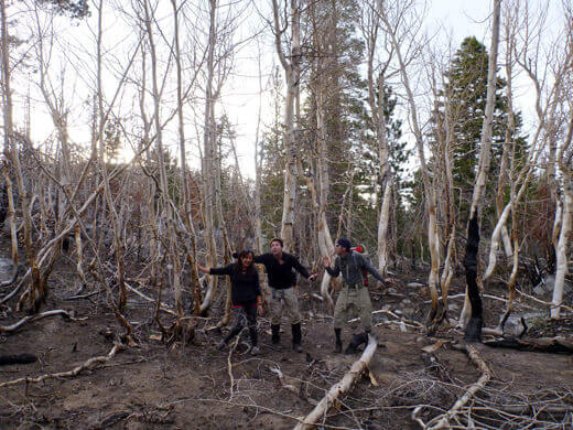 A Very Mammoth Birthday Spooky grove of gnarled trees