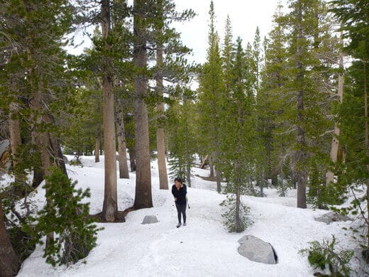 A Very Mammoth Birthday A snow-covered John Muir Wilderness
