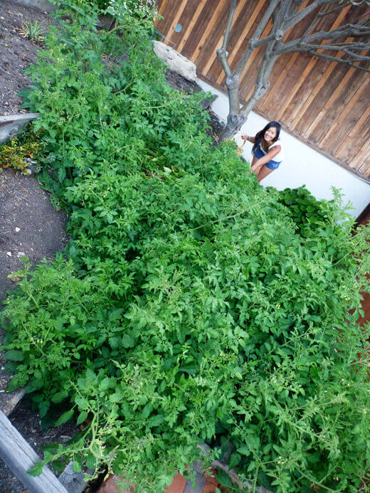 Rogue Tomatoes Overtake the Farmlette My rogue tomato plants