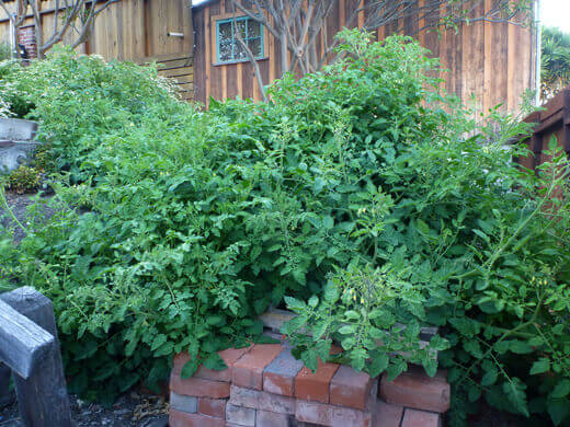 Rogue Tomatoes Overtake the Farmlette The tomato monsters all grown up