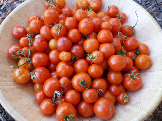 Rogue Tomatoes Overtake the Farmlette Sweet, juicy cherry tomatoes