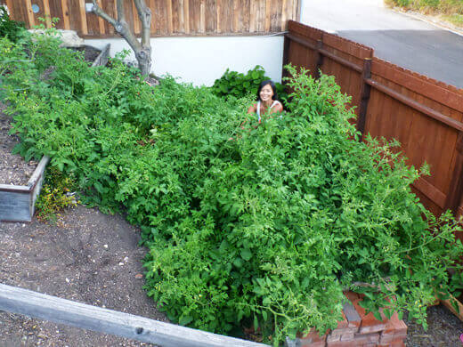 Rogue Tomatoes Overtake the Farmlette Foraging for tomatoes