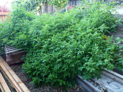 Rogue Tomatoes Overtake the Farmlette Vigorous tomato vines