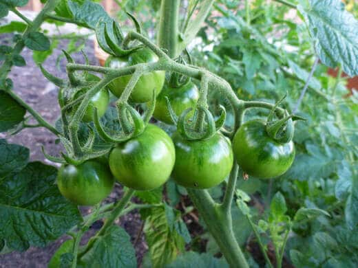 Rogue Tomatoes Overtake the Farmlette Unripe cherry tomatoes