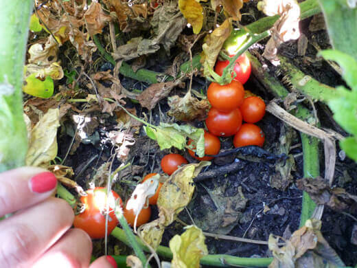 Rogue Tomatoes Overtake the Farmlette Ripe cherry tomatoes wallowing in the dirt
