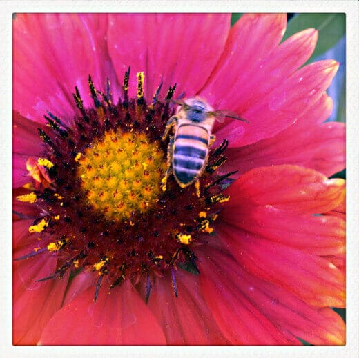A humble honeybee at work