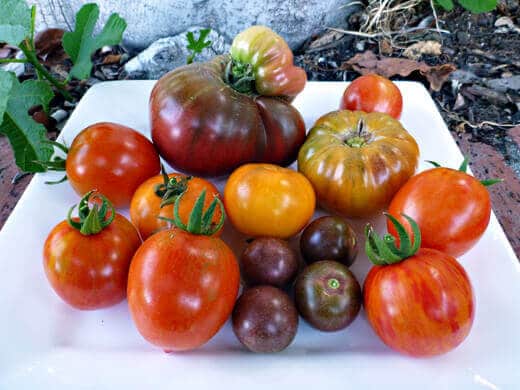Colorful tomato harvest