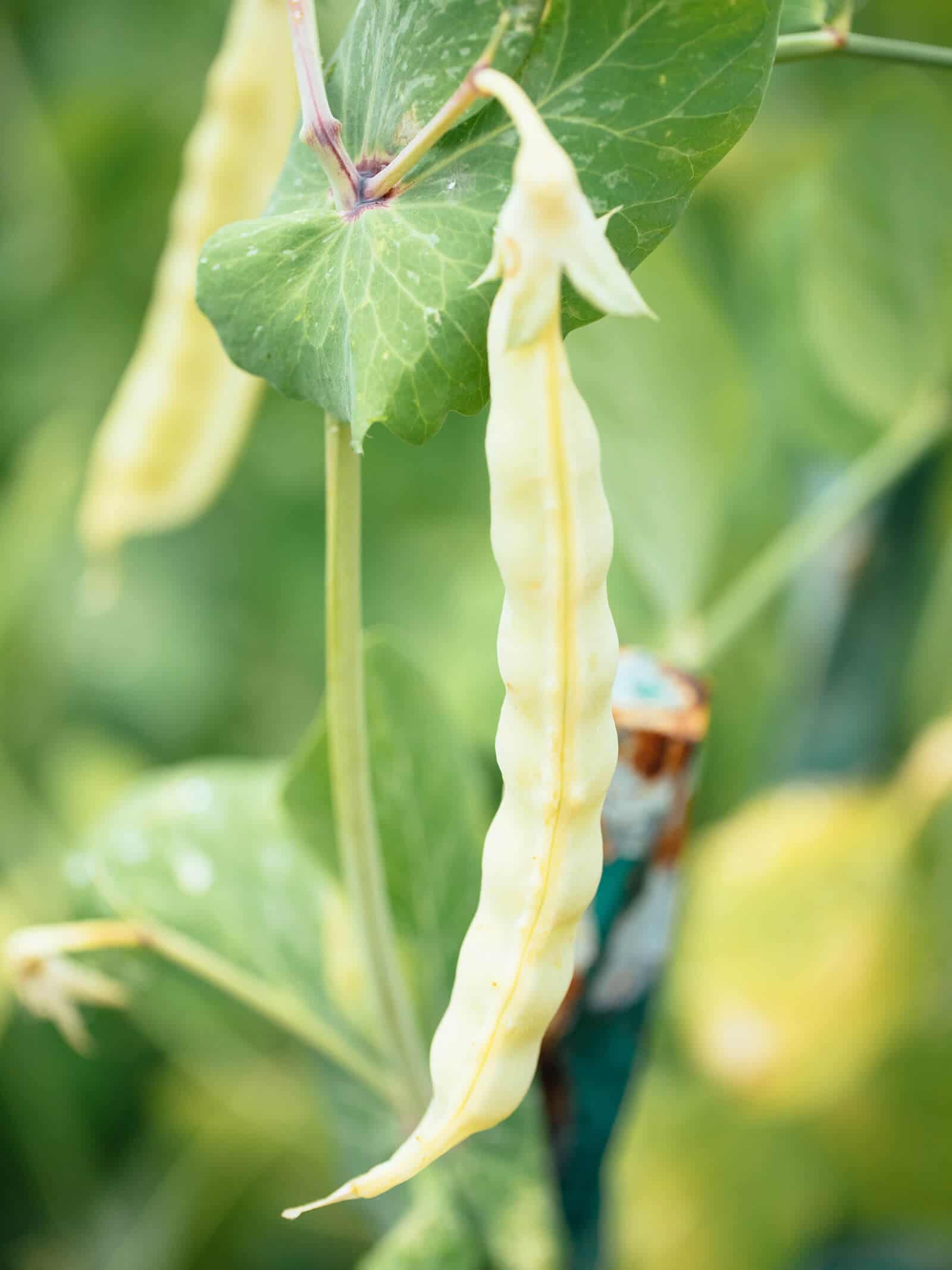 A Guide to Saving and Storing Seeds Saving seeds from my favorite plants