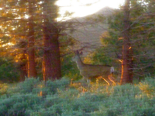 Yosemite in July-uary Morning visitor at camp