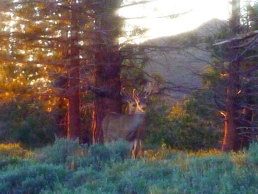 Yosemite in July-uary Two visitors at camp