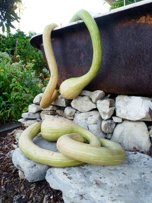 Zucchino Rampicante Zucchino Rampicante